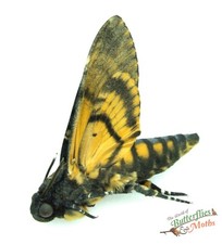 Deaths Head Hawkmoth