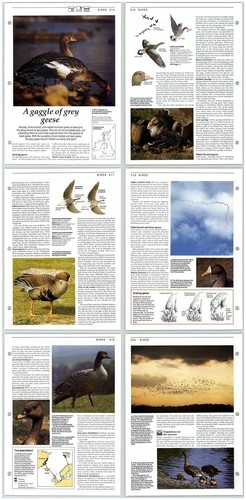 Gaggle grey geese birds - a, of