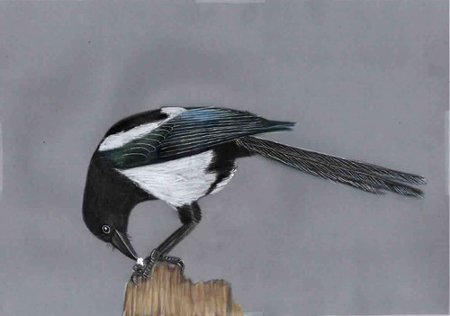 Original coloured pencil