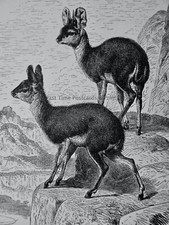 c1894 Antique Print THE KLIPSPRINGER ANTELOPE Royal Natural History by Lydekker