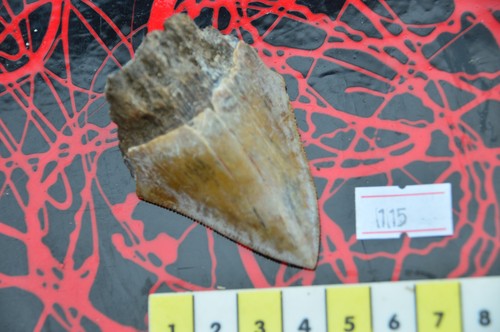 Sale beautiful megalodon - sale..beautiful,