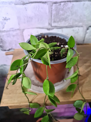 Hoya pubera wax plant - hoya,