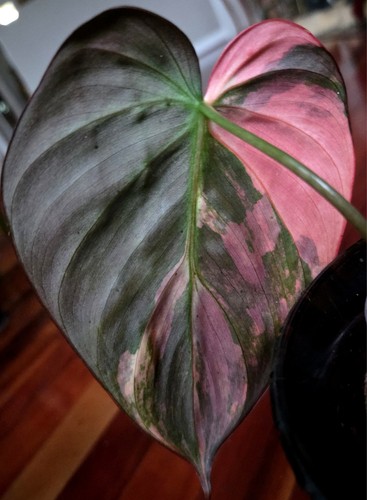 Rare philodendron pink albo - philodendron,