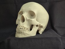 Lifesize human skull - skull,, natural