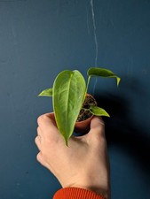 Anthurium Peltigerum Rare