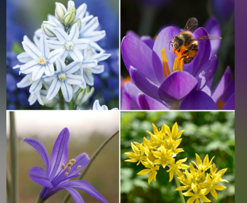 Mix 100 spring flowering - of,