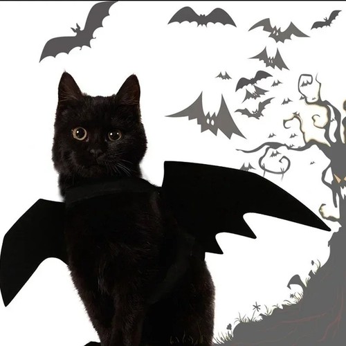 Cute pet bat wing - cute,