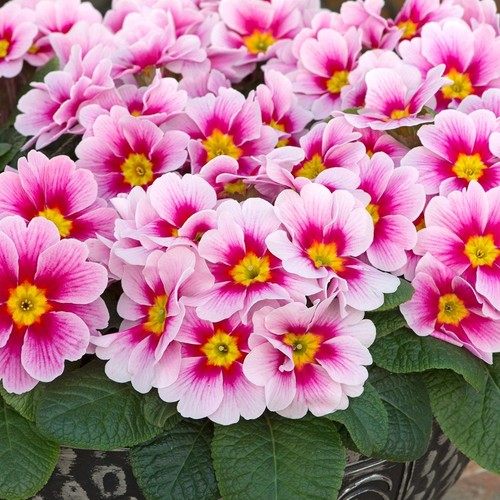Primrose alaska appleblossom - primrose,