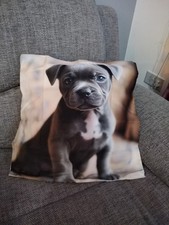 Blue Staffordshire Bull