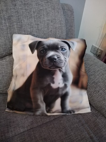 Blue staffordshire bull - blue,
