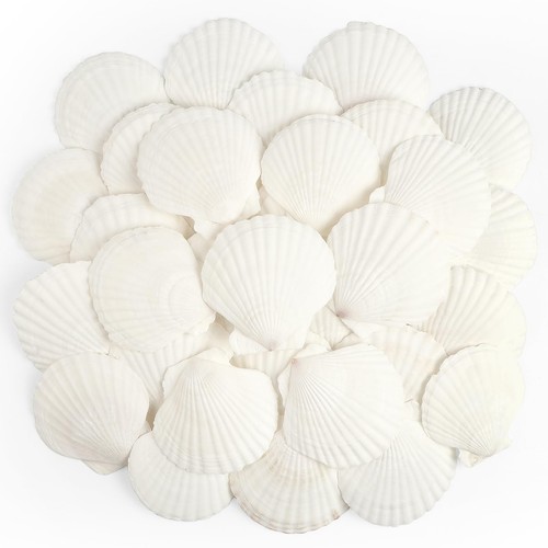 Taoq pcs scallop shells - c, 20