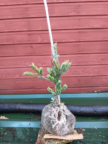 Pinus parviflora fukai - pinus,