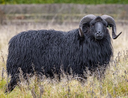Raw hebridean sheep fleece - fleece, for