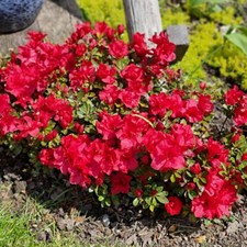 Azalea Shrub, Encore Autumn
