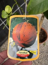 Citrus Orange Arcobal -