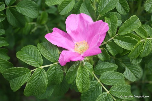 Japanese rose rosa rugosa - rose/rosa, rugosa.