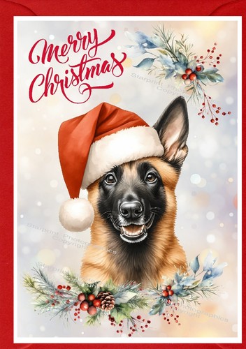 Belgian shepherd dog - shepherd,