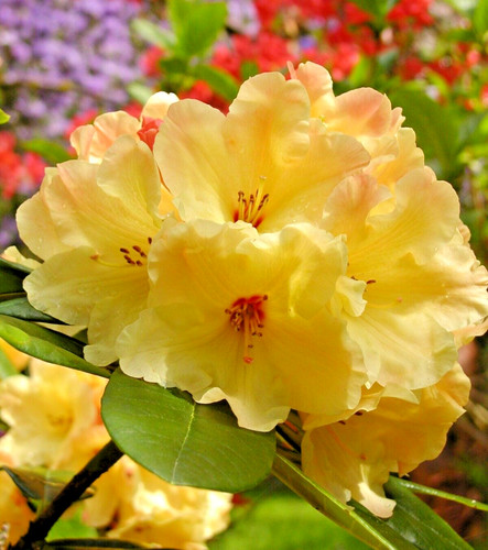 Rhododendron yellow nancy - rhododendron,