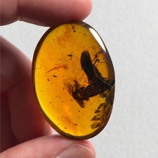 Two huge beetles - in, burmese