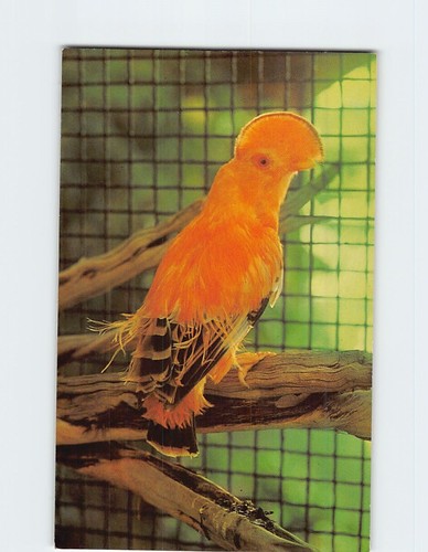 Postcard cock the rock - cock, o'the