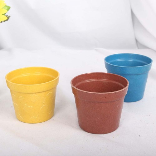 Pcs succulents planting - succulents,