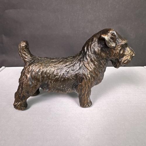 Bronze sealyham cesky - bronze, terrier