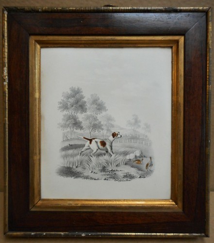 Pointer partridge - a,