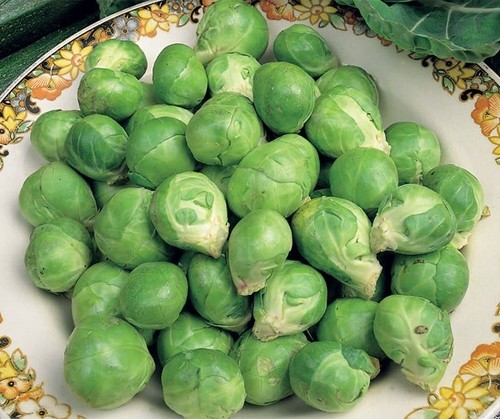 Brussel sprout evesham - -,