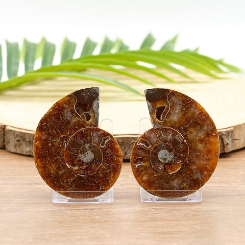 Large polished ammonite - polished,