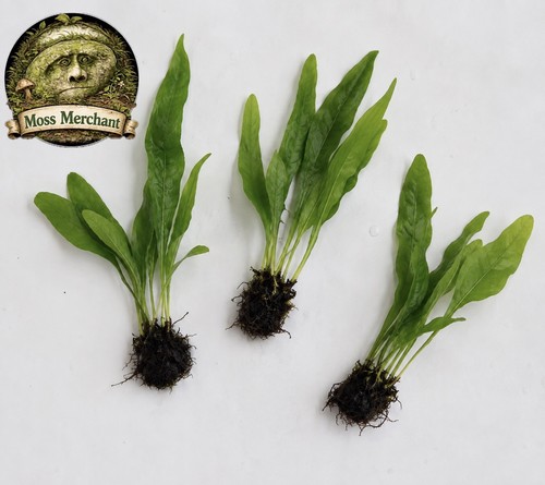 Microsorum pteropus java - pteropus,