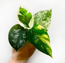 VARIEGATED Pothos GIFTBOX |