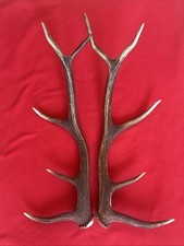 PAIR OF RED DEER ANTLERS 1.07kg.   aprox. 61cm.