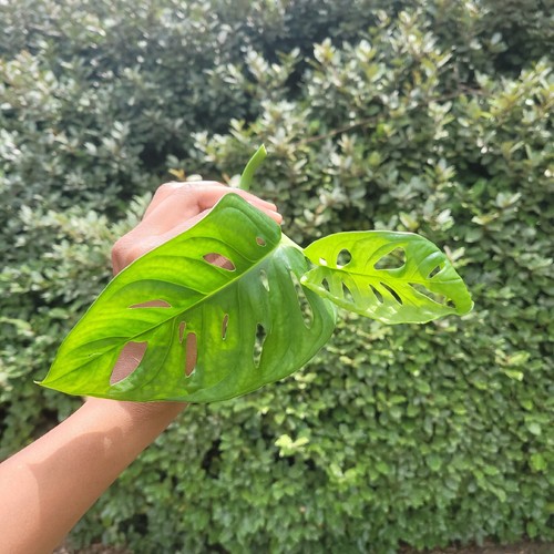 Monstera plant swiss cheese - monstera,