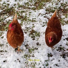 Photo 6x4 Hy-Line Brown hens