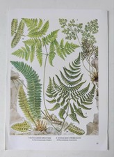 Botanical Print Fern Plants