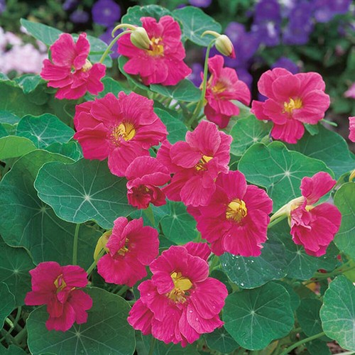 Nasturtium seeds selection - nasturtium,