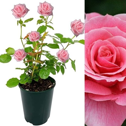 Rose bush tickled pink - pink,