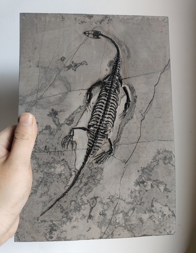 Keichousaurus skeleton fossil - skeleton,