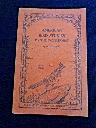American bird studies for - bird,