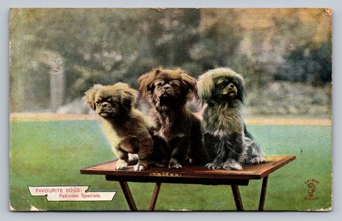 Postcard favourite dogs - -,