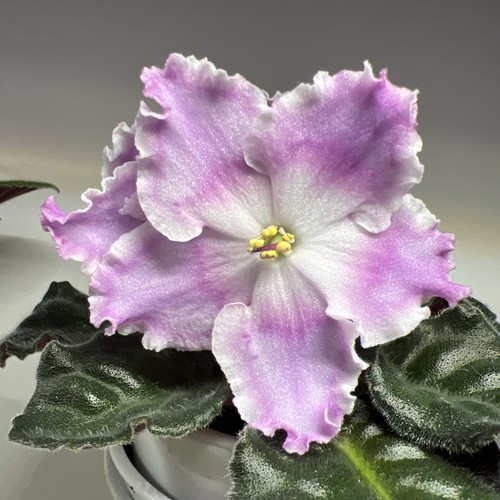 African violet standard le - ,