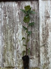 Wild Service Tree - Sorbus torminalis - 20-40cm ?? UK Grown Plastic Free Cell