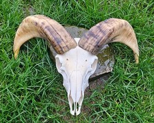 Amazing Ram Skull taxidermy