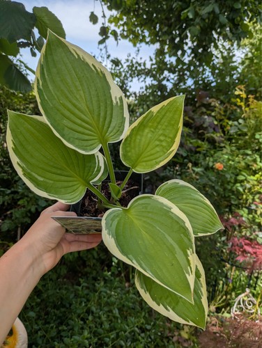 Hosta tokudama - hosta, f
