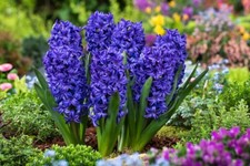 Hyacinth 'Blue Trophy'. Garden