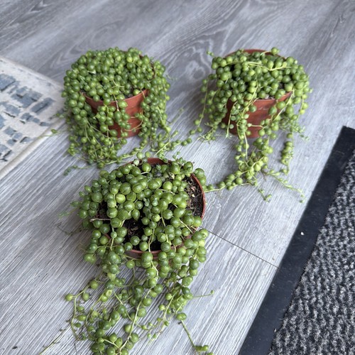 Senecio string pearls - senecio,