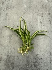 Spider Plant Baby Rooted Propagation / Cutting