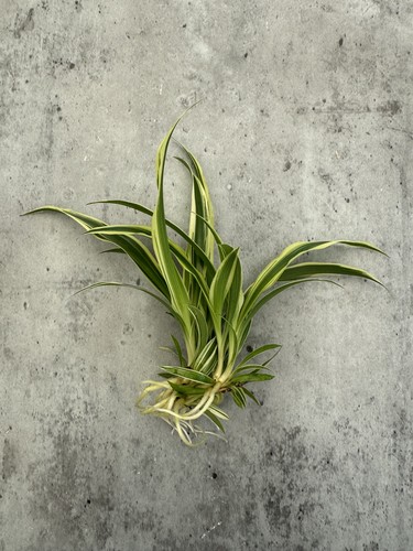 Spider plant baby - spider,