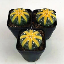 3CM Succulent Cactus Plant