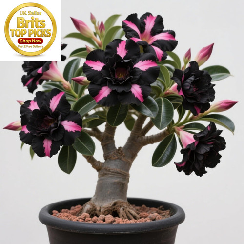 Desert rose for - desert,